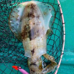 キロアップ2ハイ