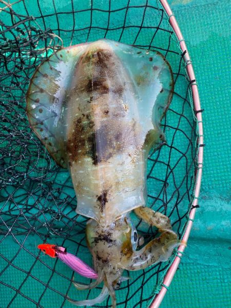 キロアップ2ハイ