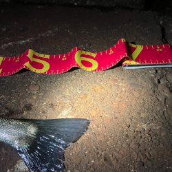 サイズは良いが、ガリガリ君