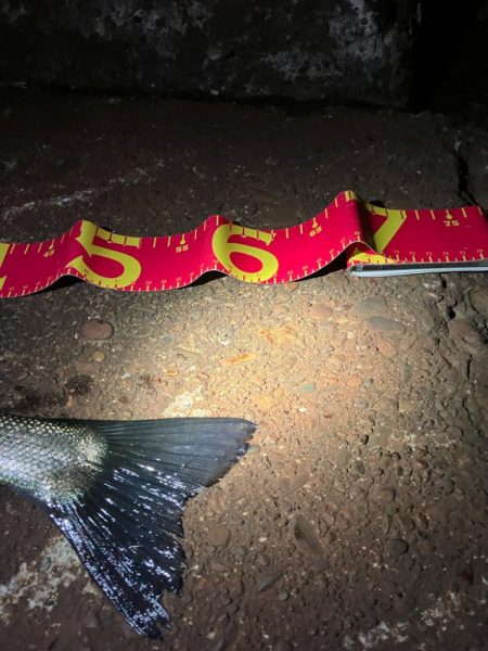 サイズは良いが、ガリガリ君