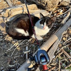 メガミルクジャコ(シラス)