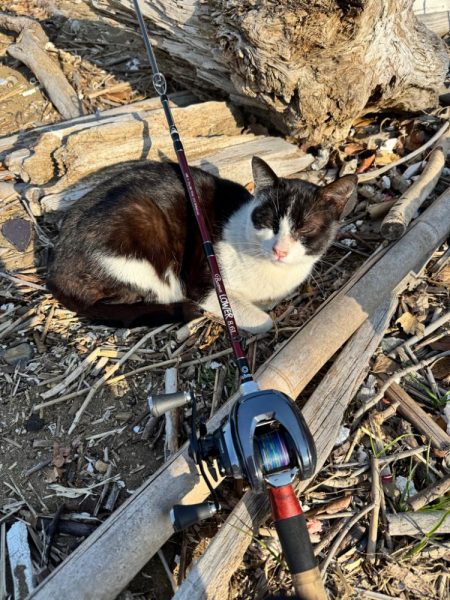 メガミルクジャコ(シラス)