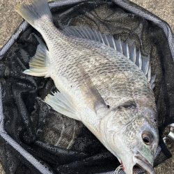 ヘチってきました