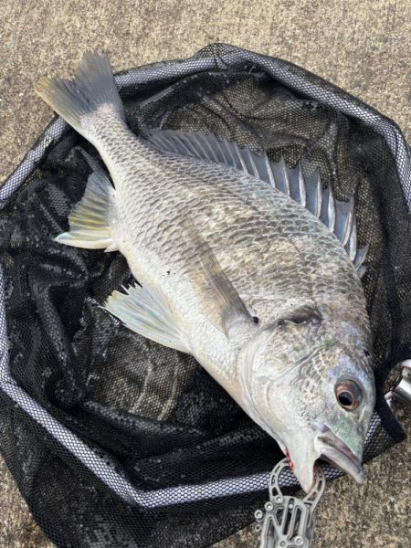 ヘチってきました