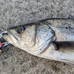 セイゴエビ撒き楽しめました