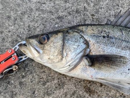 セイゴエビ撒き楽しめました