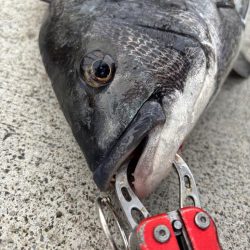 撒き餌が無くなりかけにおチヌ様