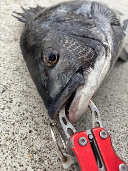 撒き餌が無くなりかけにおチヌ様