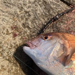 マダイの磯釣り
