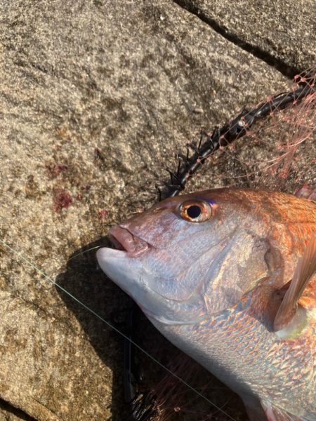 マダイの磯釣り