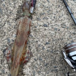 ヤリイカ終盤戦