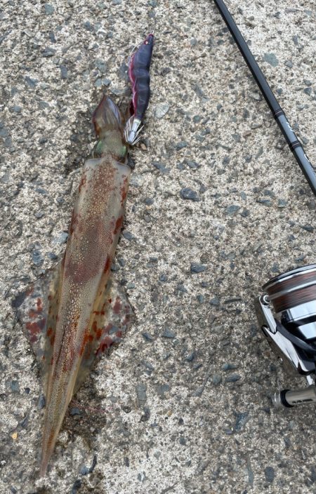 ヤリイカ終盤戦