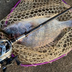 快適チニング！