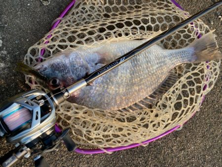 快適チニング！