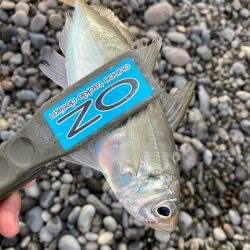 朝マズメのサーフでアジ釣りで4匹GET