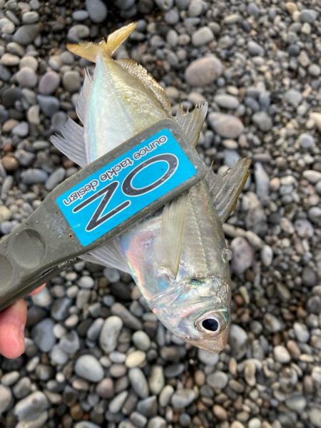 朝マズメのサーフでアジ釣りで4匹GET