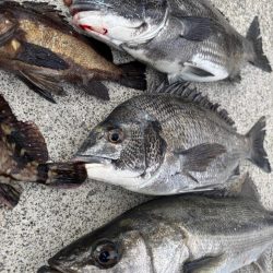 エビ撒き好調でした！