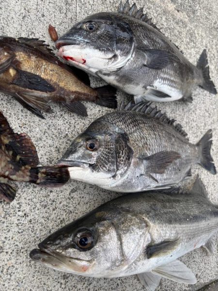 エビ撒き好調でした！