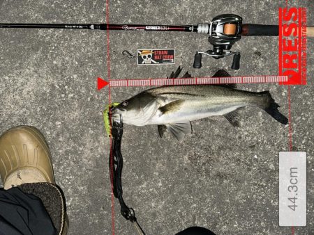 はじめてちゃんとバチ抜けパターンやれた！