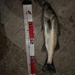 アフターシーバス