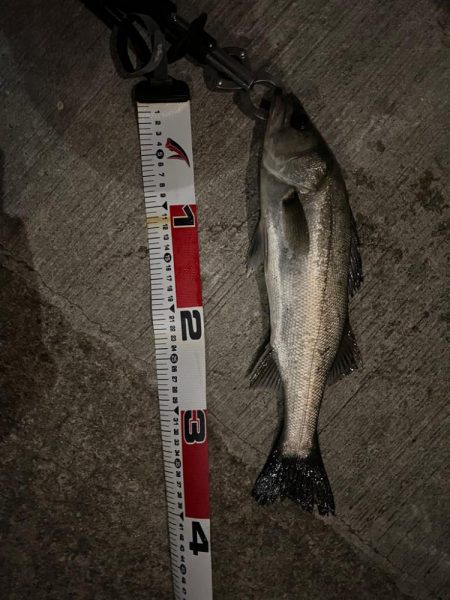 アフターシーバス