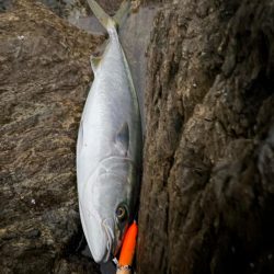 ショアから今年初青物！
