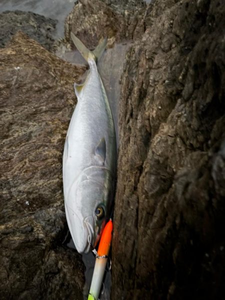 ショアから今年初青物！