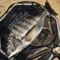 ヘチってきました