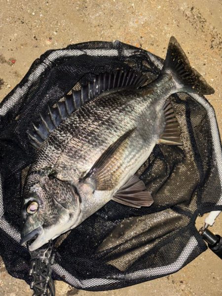 ヘチってきました