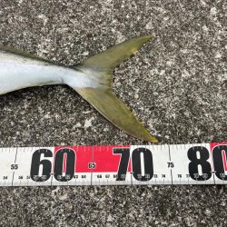 ハマチさんとはよく会う気がします