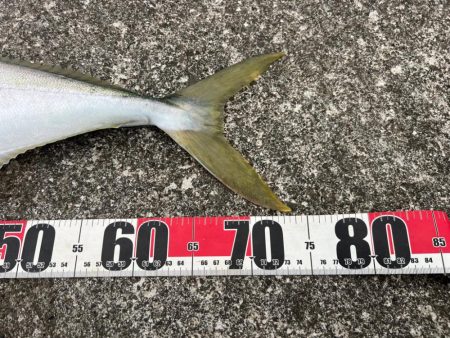 ハマチさんとはよく会う気がします