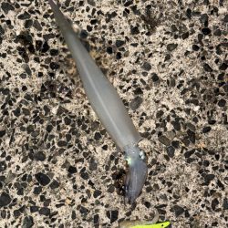 コウイカ狙いのはずが、まだヤリイカ釣れました