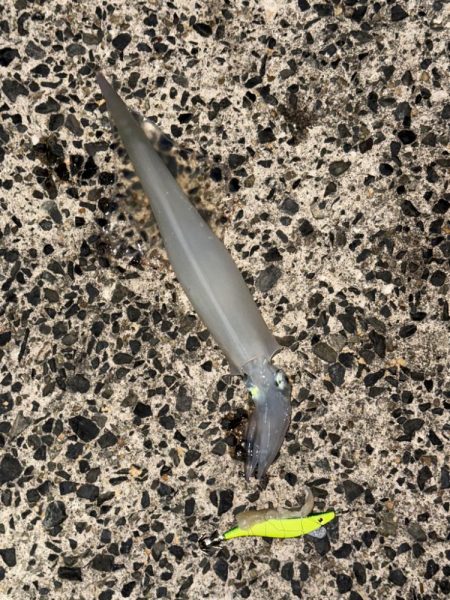 コウイカ狙いのはずが、まだヤリイカ釣れました