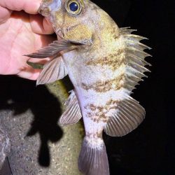 姫路メバル降臨