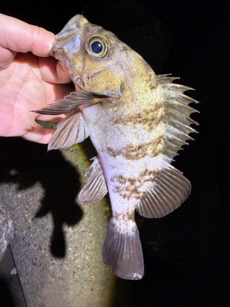 姫路メバル降臨