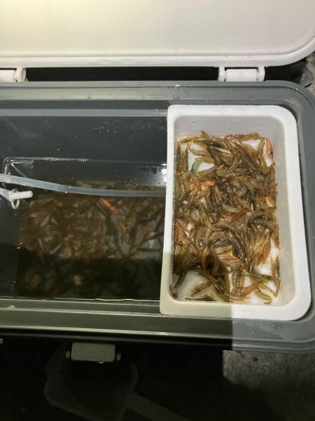 東二見メバル15