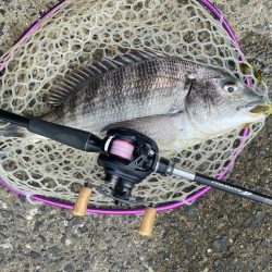 3月3日はクロダイ3匹！