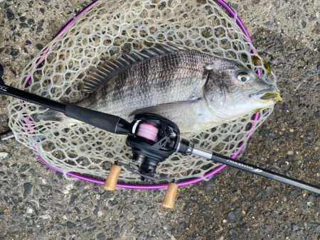 3月3日はクロダイ3匹！