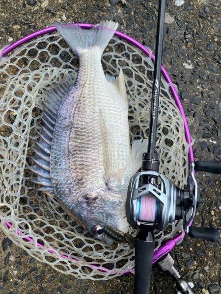 雨上がりチニング！