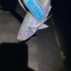 早朝のアジ釣りで14匹GET