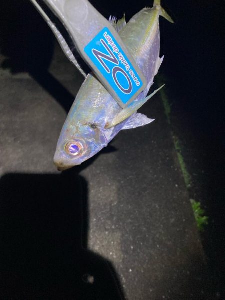 早朝のアジ釣りで14匹GET