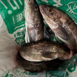 ホッケッケのケー