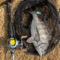 トレイシーチニング