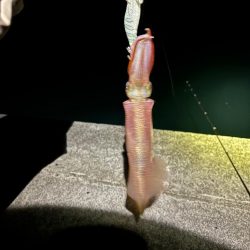 【三方エリア】ヤリイカ探し