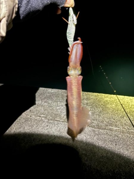 【三方エリア】ヤリイカ探し