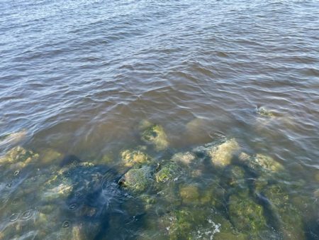 淀川ブリームゲーム