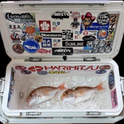 レンコ鯛/ブレードジギング