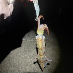 【三方エリア】ヤリイカリベンジ!