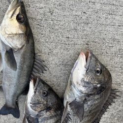 久々のセイゴさん🐟