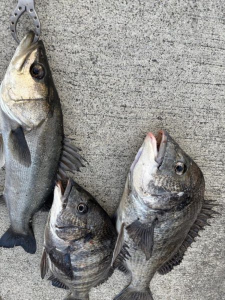 久々のセイゴさん🐟